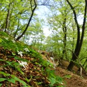 fruehlingswald am mendelsteig windroeschen