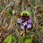 purpur orchis