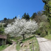 ackpfeifweg fruehling