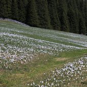 Durnholz Seeb Alm