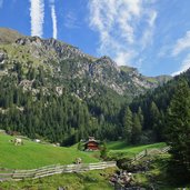 kuehe bei rosellalm abzweigung unterbergtal