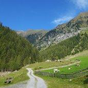 kuehe bei rosellalm abzweigung unterbergtal