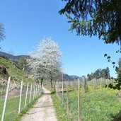 weg st hippolyt nach voellan wiesen bei naraun