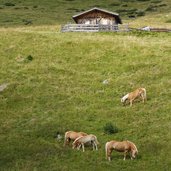 pferde weide unterbergtal haflinger