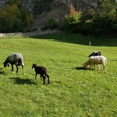 schafe am eingang in schlandrauntal