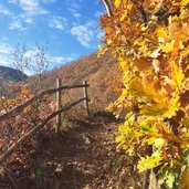 herbst am pfattnersteig von mover nach montigglersee