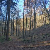 montiggl montigglersee herbstwald wanderweg nach pfatten