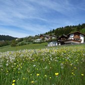 hoefe bei moelten dorf wiese mit loewenzahn