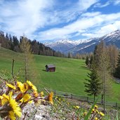 huflattich am weg zur kalchwaldhuette