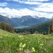 fruehling blumenwiese rojental reschensee und oetztaler alpen