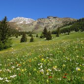 telfes alm wiesen bei freundalm