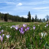 krokus bluete moeltner joch