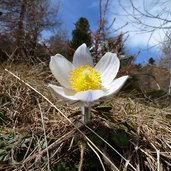 pulsatilla vernalis fruehlings kuhschelle