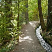 herbstwald am weg ilswaal