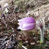 pulsatilla vernalis fruehlings kuhschelle