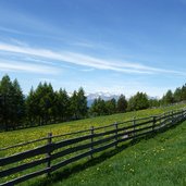 weg moeltner kaser nach scheermoos blumenwiesen