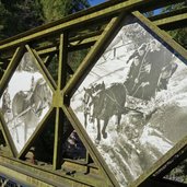 neuer haflinger erlebnisweg buergeleweg bruecke haflinger pferde bilder