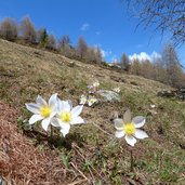 pulsatilla vernalis fruehlings kuhschelle