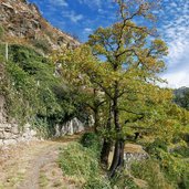 herbstwald bei schlanders