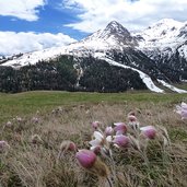 fruehlingsboten pulsatilla anemonen bei rojen