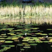 hafling suflner weiher seerosen