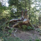 weg von sulfner weiher nach st kathrein greifvoegel aus holz