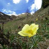 gelbe anemone bei rojen