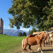 st kathrein bei hafling und haflinger zucht pferde