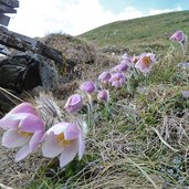 pulsatilla im rojental