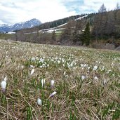 krokuswiesen rojental fruehling