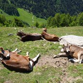 rinder bei planeiler alm