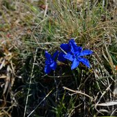 blauer fruehlingsenzian