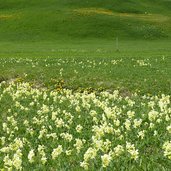 fruehlingsblumen wiese mit sumpfdotterblumen und schluesselbumen