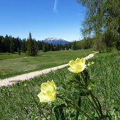 prati alle regole di malosco primavera anemone