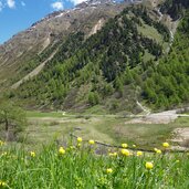 planeiltal punibach und biotop niedermoor petasettes