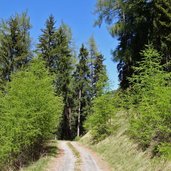 laerchenwald fruehling vinschger hoehenweg beim mals