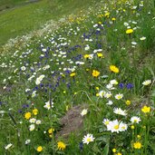 blumenwiesen oberhalb von planeil planeiltal