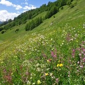 blumenwiesen oberhalb von planeil planeiltal