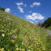 blumenwiesen oberhalb von planeil planeiltal