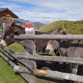 esel bei rinneralm