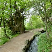 algunder waalweg alter kastanienbaum