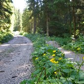 welschnofen nigertalweg und downhillstrecke