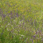 wiesen am forstweg runggano