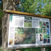 biotop tschenglser au auwald