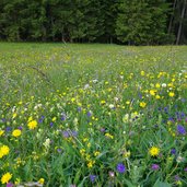 blumenwiesen am nigerberg