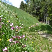 blumenwiese bei abstieg ins sengestal