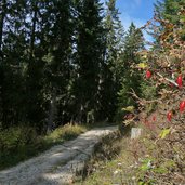 perlenweg zur frommeralm herbst