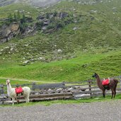 lamas bei formazonalm