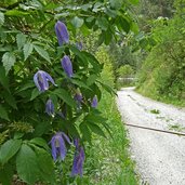 sengestal himmelreich schlucht waldrebe