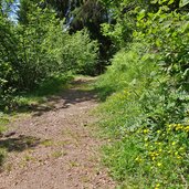 saumpfad weg nr truden altrei bei rigenschupfe